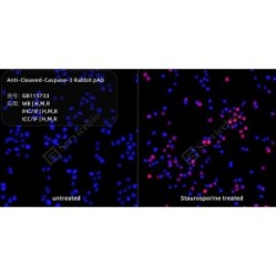 Anti-Cleaved-Caspase-3 Rabbit pAb