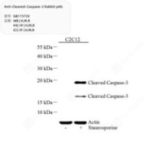 Anti-Cleaved-Caspase-3...