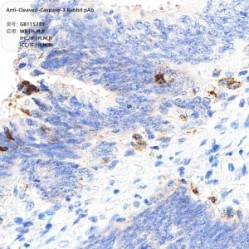 Anti-Cleaved-Caspase-3 Rabbit pAb