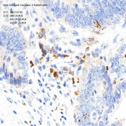 Anti-Cleaved-Caspase-3 Rabbit pAb