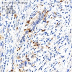 Anti-Cleaved-Caspase-3 Rabbit pAb