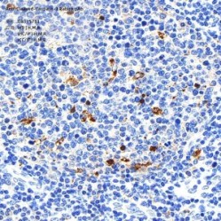Anti-Cleaved-Caspase-3 Rabbit pAb