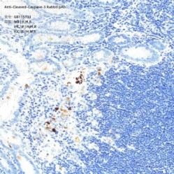 Anti-Cleaved-Caspase-3 Rabbit pAb
