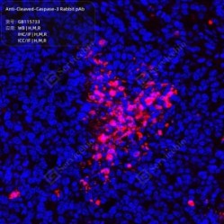 Anti-Cleaved-Caspase-3 Rabbit pAb