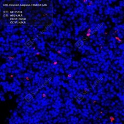Anti-Cleaved-Caspase-3 Rabbit pAb