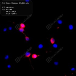 Anti-Cleaved-Caspase-3 Rabbit pAb