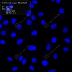 Anti-Cleaved-Caspase-3 Rabbit pAb
