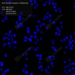 Anti-Cleaved-Caspase-3 Rabbit pAb