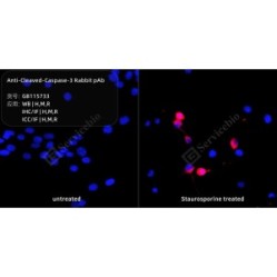 Anti-Cleaved-Caspase-3 Rabbit pAb