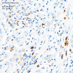 Anti-NLRP3 Mouse mAb