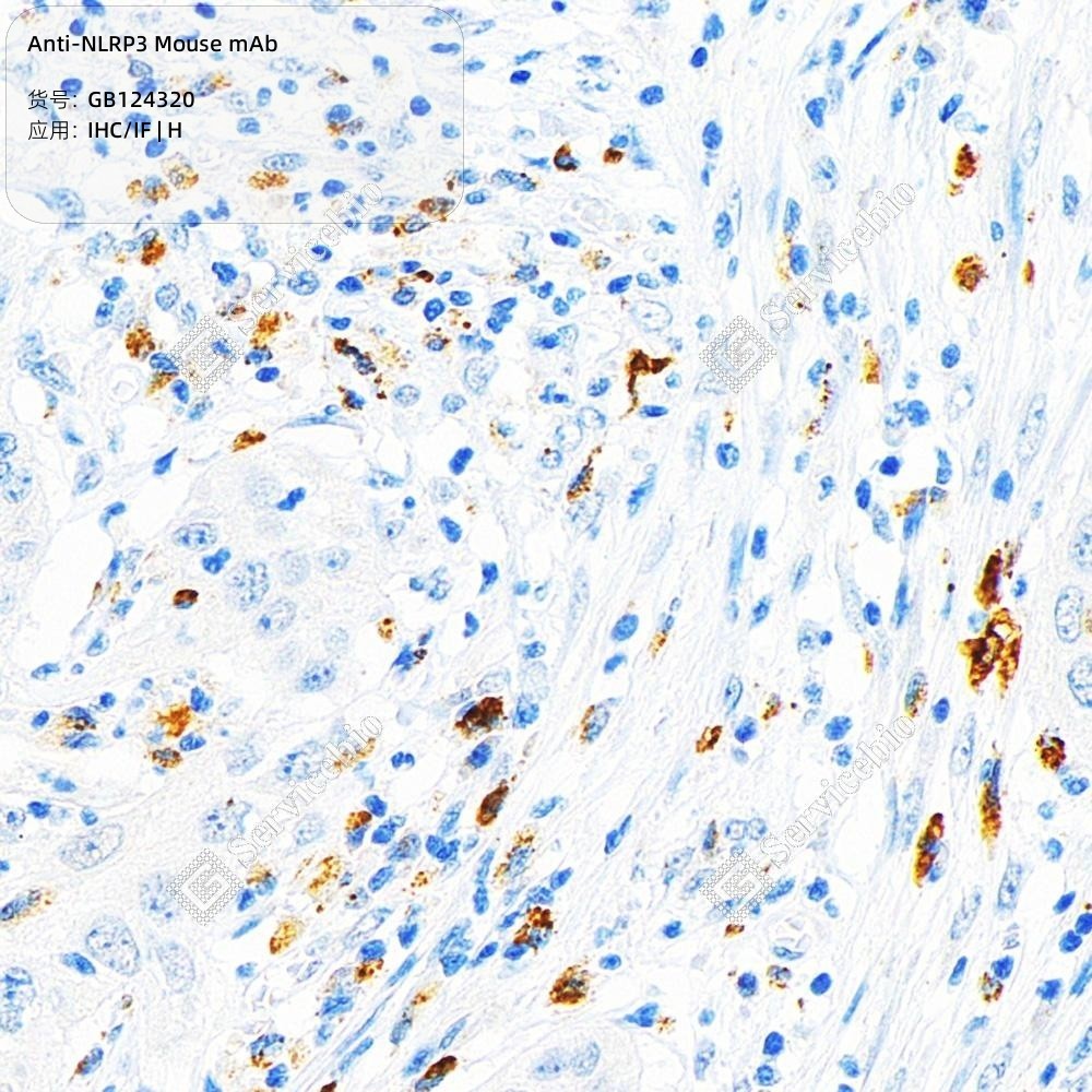 Anti-NLRP3 Mouse mAb