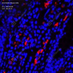 Anti-NLRP3 Mouse mAb