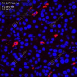 Anti-NLRP3 Mouse mAb