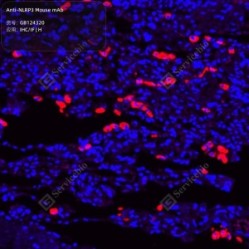Anti-NLRP3 Mouse mAb