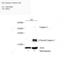 Anti-Caspase-3 Mouse mAb