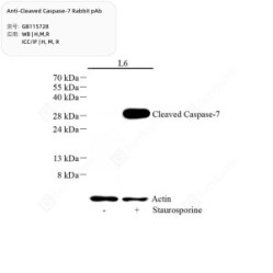 Anti-Cleaved Caspase-7 Rabbit pAb