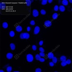 Anti-Cleaved Caspase-7 Rabbit pAb