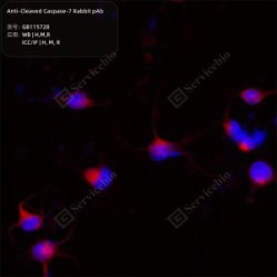 Anti-Cleaved Caspase-7 Rabbit pAb