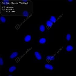 Anti-Cleaved Caspase-7 Rabbit pAb