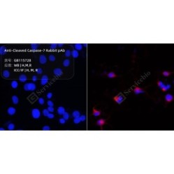 Anti-Cleaved Caspase-7 Rabbit pAb