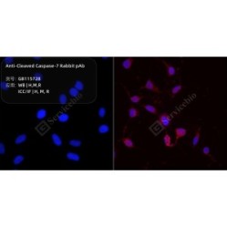 Anti-Cleaved Caspase-7 Rabbit pAb