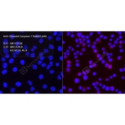 Anti-Cleaved Caspase-7 Rabbit pAb