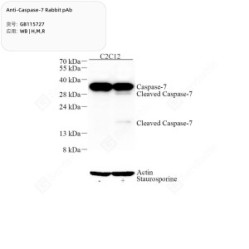 Anti-Caspase-7 Rabbit pAb