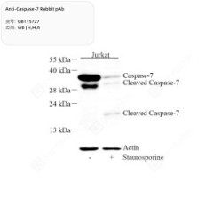 Anti-Caspase-7 Rabbit pAb
