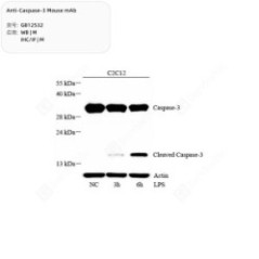 Anti-Caspase-3 Mouse mAb