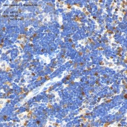 Anti-Caspase-3 Mouse mAb