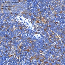 Anti-Caspase-3 Mouse mAb