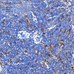 Anti-Caspase-3 Mouse mAb