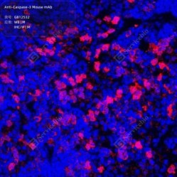 Anti-Caspase-3 Mouse mAb