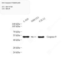 Anti-Caspase-9 Rabbit pAb