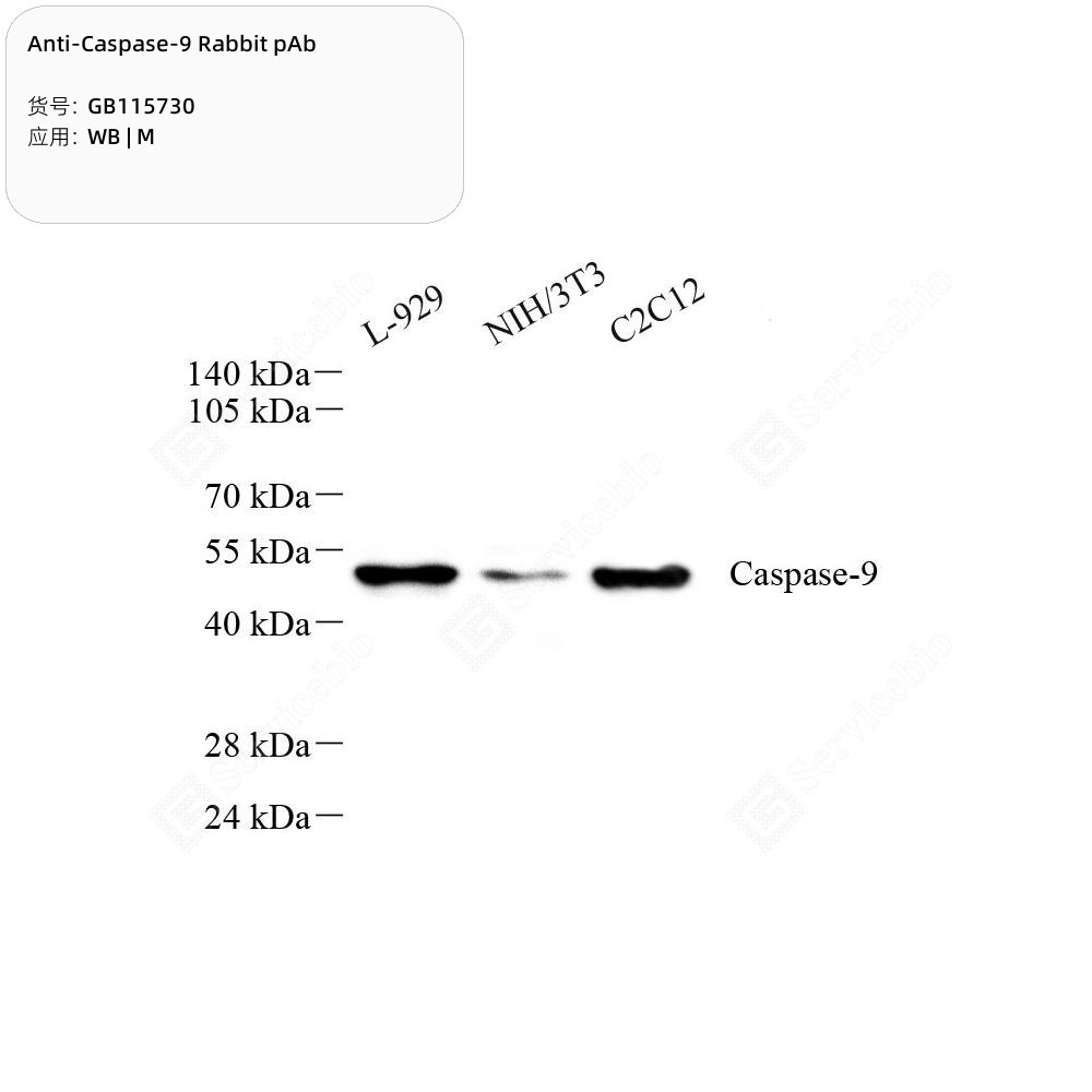 Anti-Caspase-9 Rabbit pAb