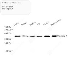 Anti-Caspase-7 Rabbit pAb