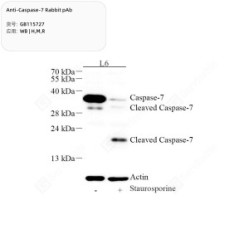 Anti-Caspase-7 Rabbit pAb