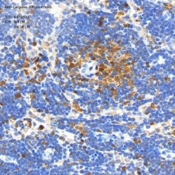 Anti-Caspase-3 Mouse mAb
