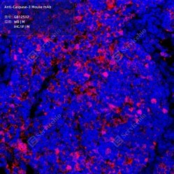 Anti-Caspase-3 Mouse mAb