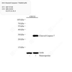 Anti-Cleaved Caspase-7...