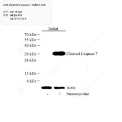 Anti-Cleaved Caspase-7 Rabbit pAb