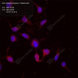 Anti-Cleaved Caspase-7 Rabbit pAb