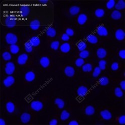 Anti-Cleaved Caspase-7 Rabbit pAb