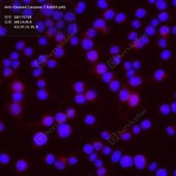 Anti-Cleaved Caspase-7 Rabbit pAb