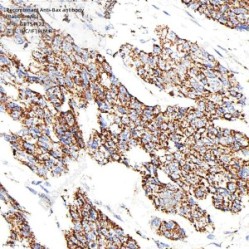 Recombinant Anti-Bax antibody (Rabbit mAb)