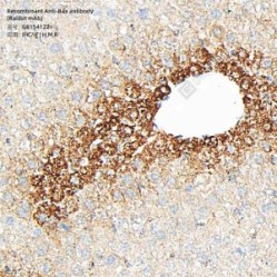 Recombinant Anti-Bax antibody (Rabbit mAb)