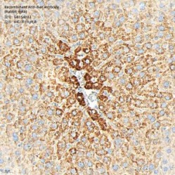 Recombinant Anti-Bax antibody (Rabbit mAb)