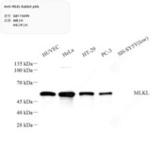 Anti-MLKL Rabbit pAb