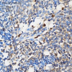 Anti-Caspase-3 Rabbit pAb