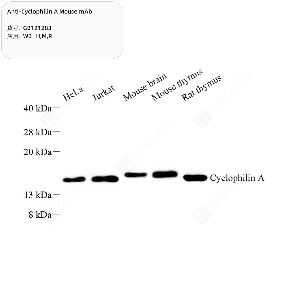 Anti-Cyclophilin A Mouse mAb